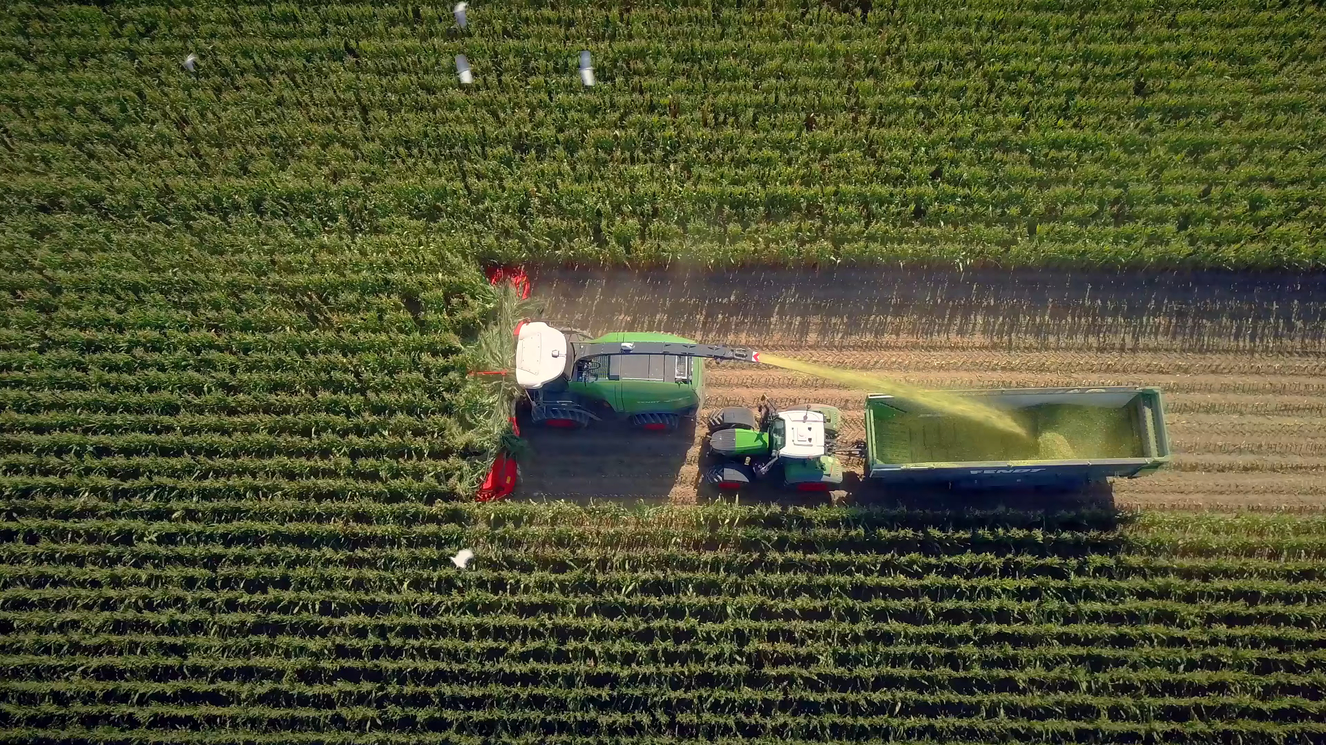 Aerial view of a forage harvester cutting maize and filling a trailer